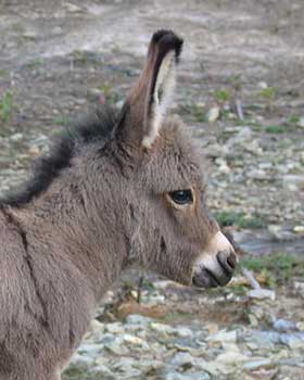 Critter Haven Farm Miniature Donkeys